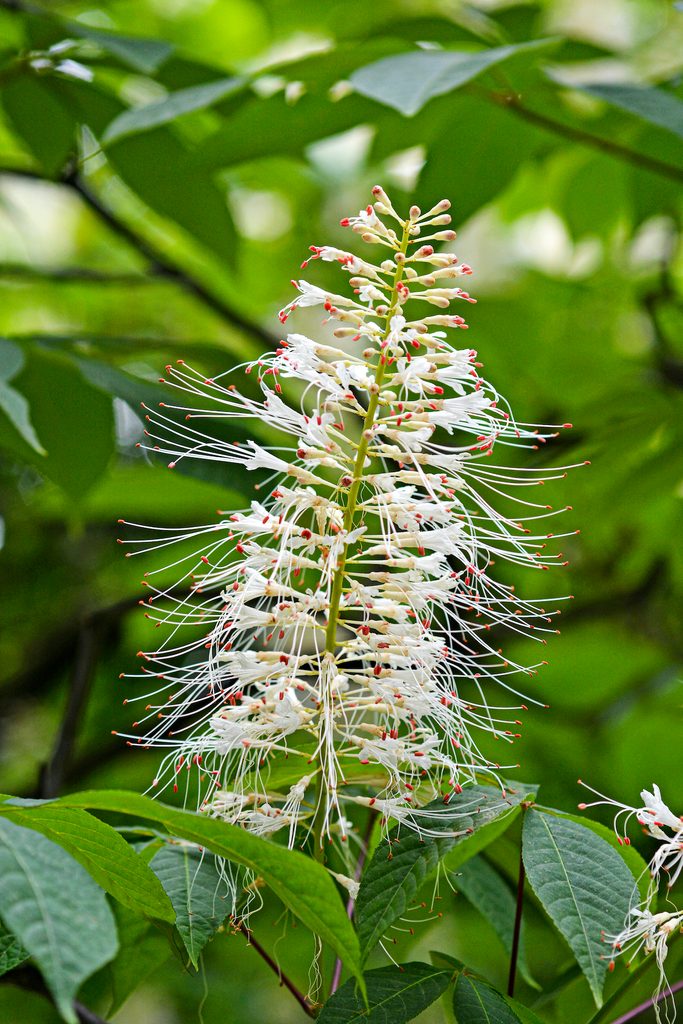 Bottlebrush Buckeye