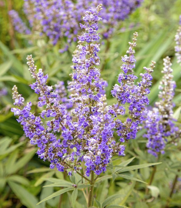 Chaste tree, hummingbird bushes