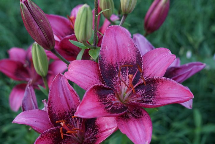 lily flower meaning