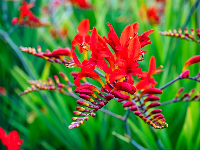 Lucifer crocosmia