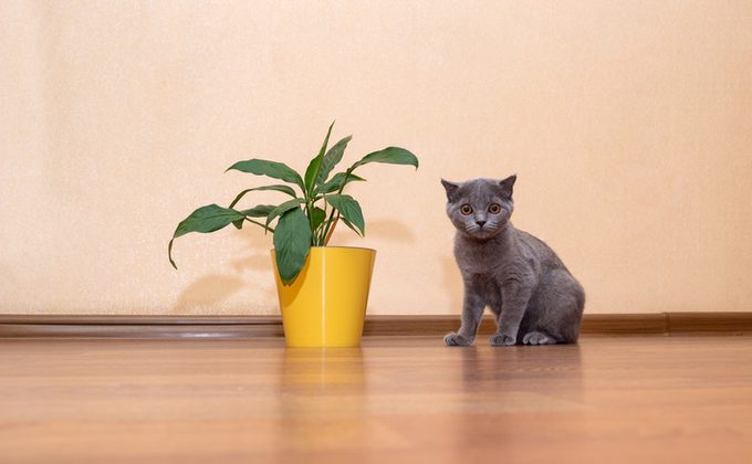 Gray cat sits on the floor next to house flower Spathiphyllum in yellow pot. Selective focus. Image for veterinary clinics, sites about animals.