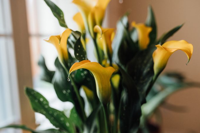 Yellow Calla Lily indoors with water droplets