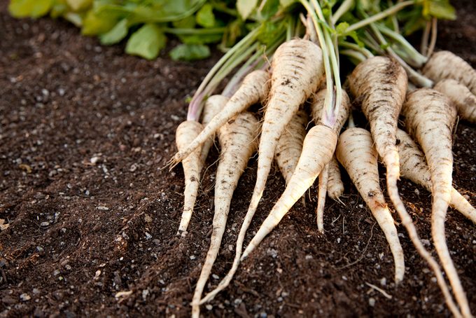 Fresh Homegrown Parsnips on Garden Soil