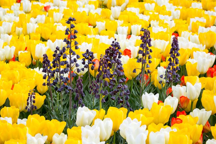 Persian Lilies amongst Tulips.