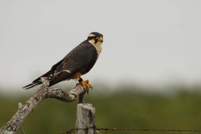 Aplomado Falcon