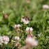 A Homeowner’s Guide to No Mow May