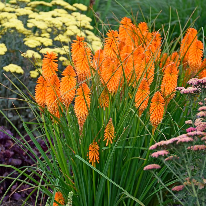Knipholia Orange Blaze Pp31545 0002 High Res