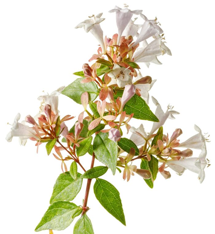 Glossy abelia