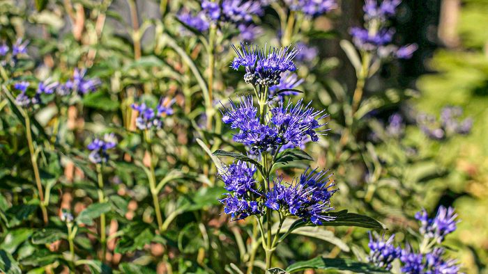 hummingbird bushes Beyond Midnight bluebeard