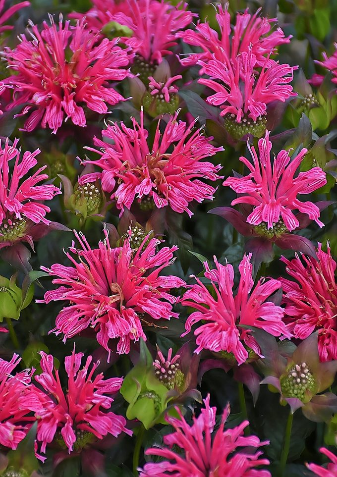 Pw Monarda Pardon My Rose Cjw19 2