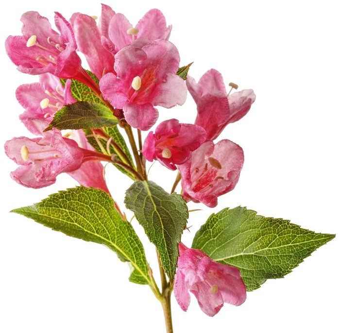 Weigela