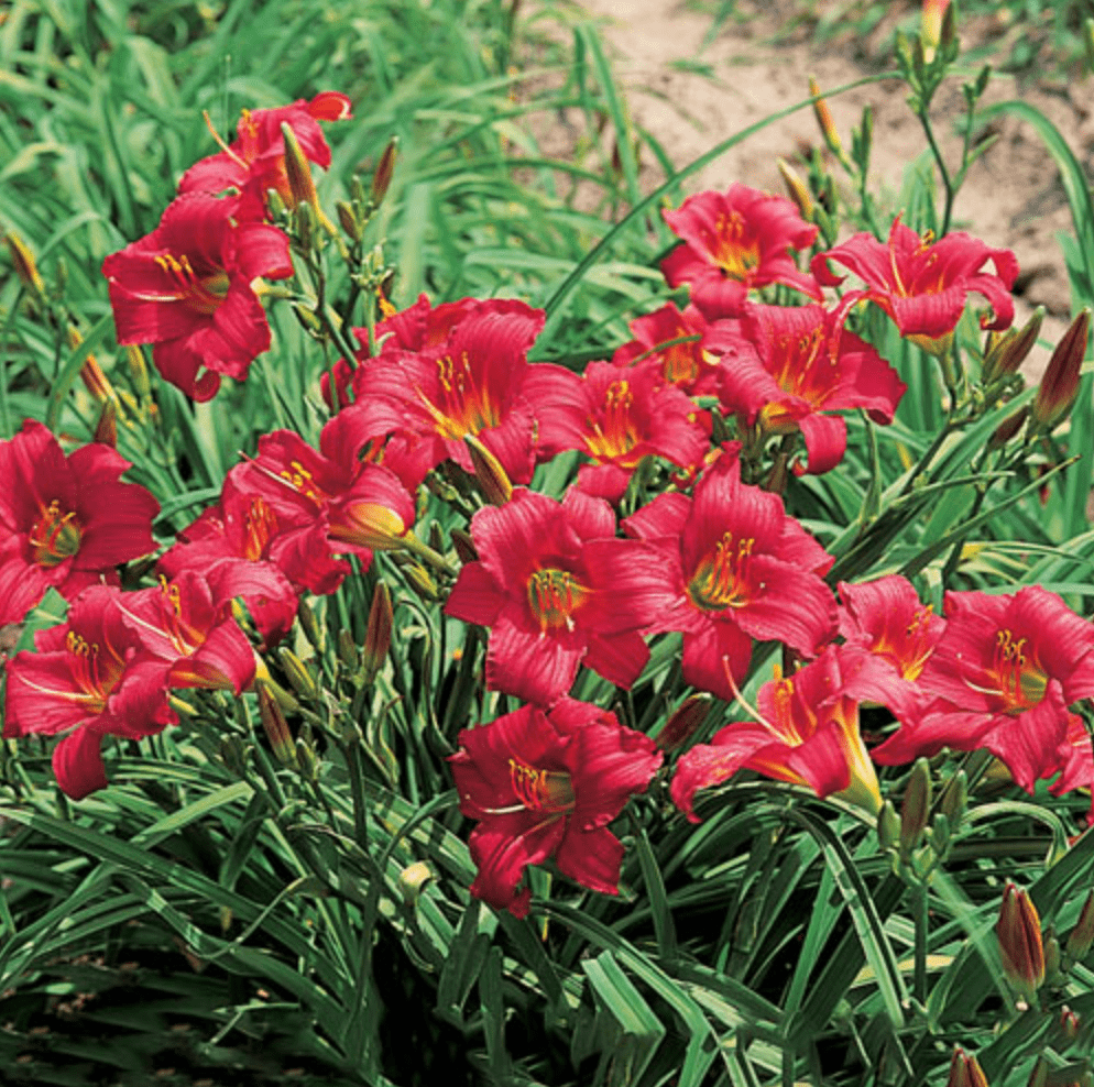Little Business daylily