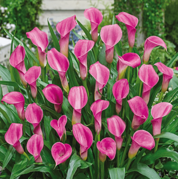 garnet glow calla lily