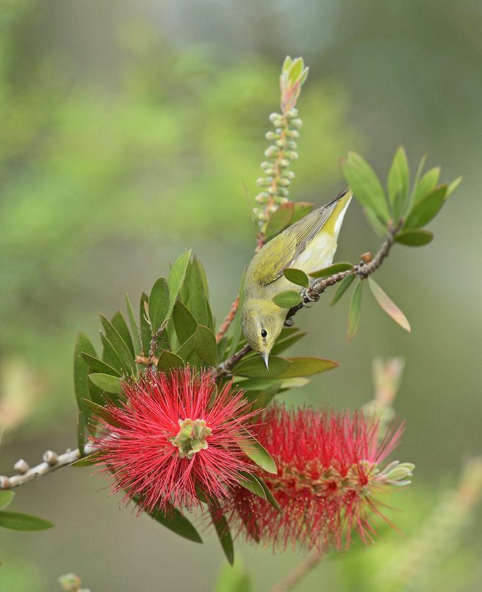 Tennessee Warbler, Vermivora Peregrina, crimson bottlebrush