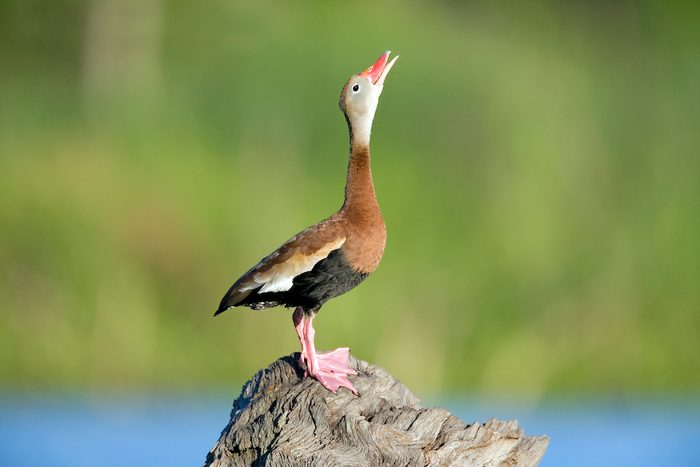 Wduck Cd Yl5t8062
