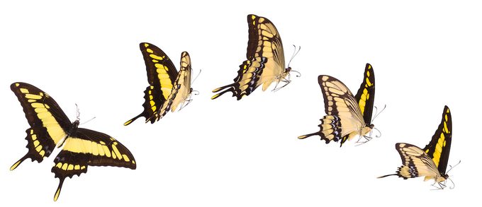 The King Of Swallowtail Butterflies Isolated On White