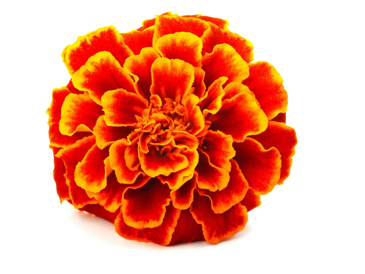 Shutterstock 111740813