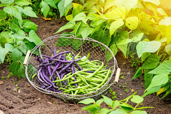 Fresh,beans,from,the,garden