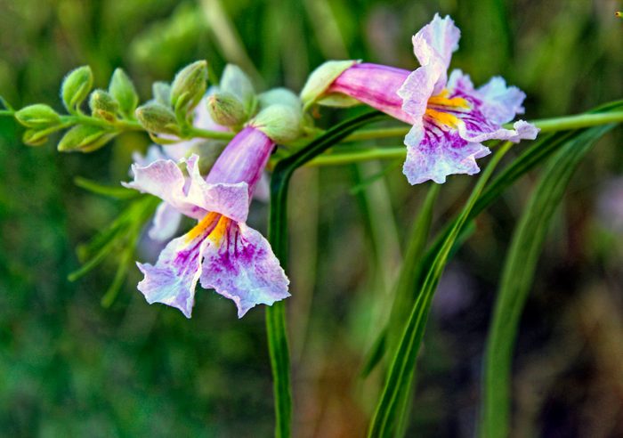 Desert willow