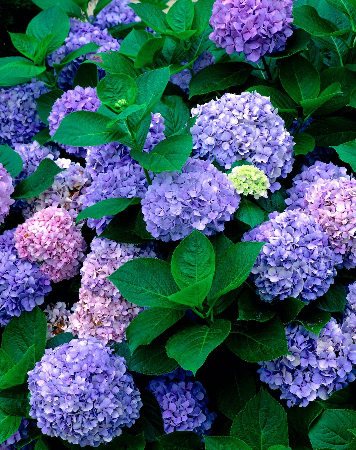 gardening solutions