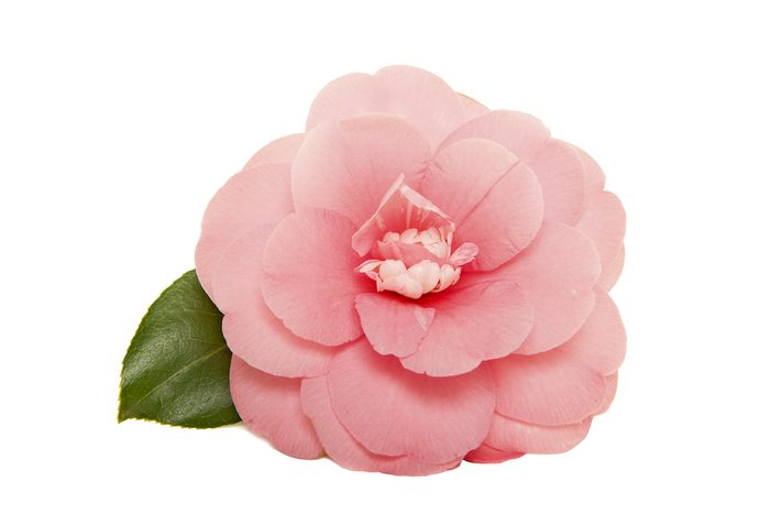 Camellia