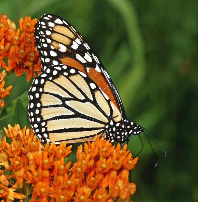 milkweed facts