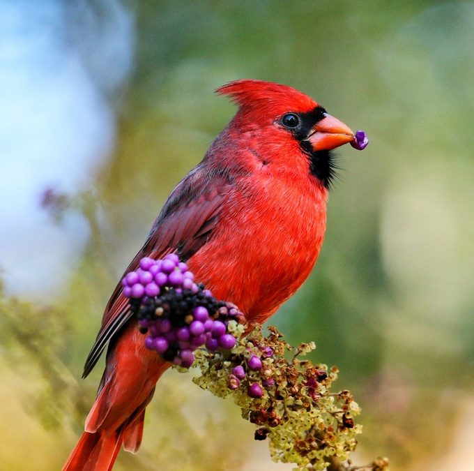 native plants for birds