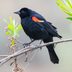 Do Fireworks Kill or Hurt Birds?