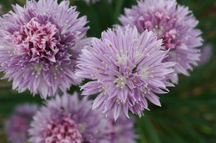 chives rose companion plants
