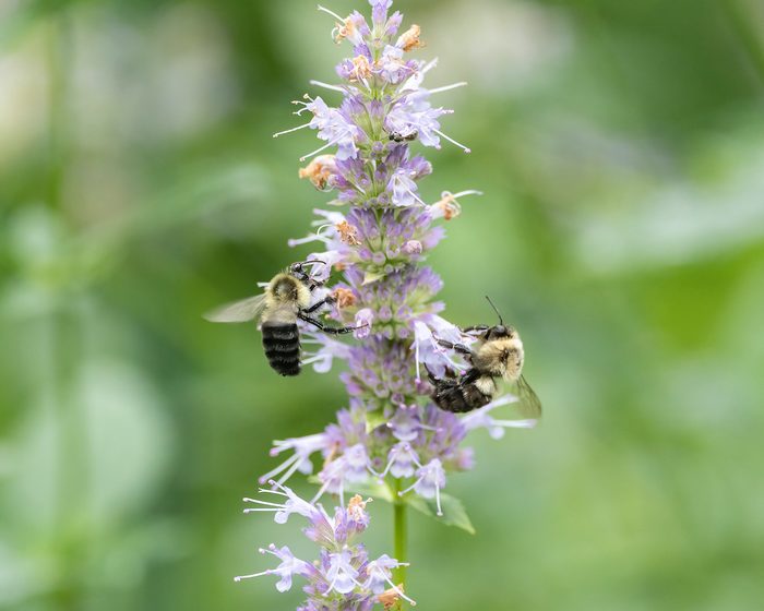 hummingbird wildflowers