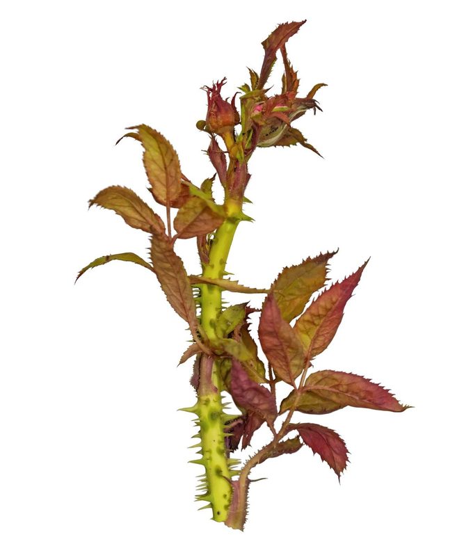 A Rosebud From A Bush Infected With A Virus Called Rose Rosette Spread By Tiny Mites Carried By The Wind