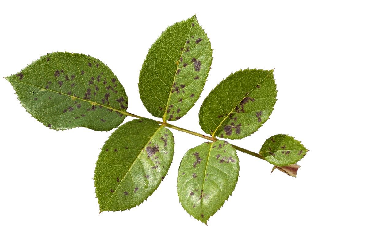 rose bush care problems 