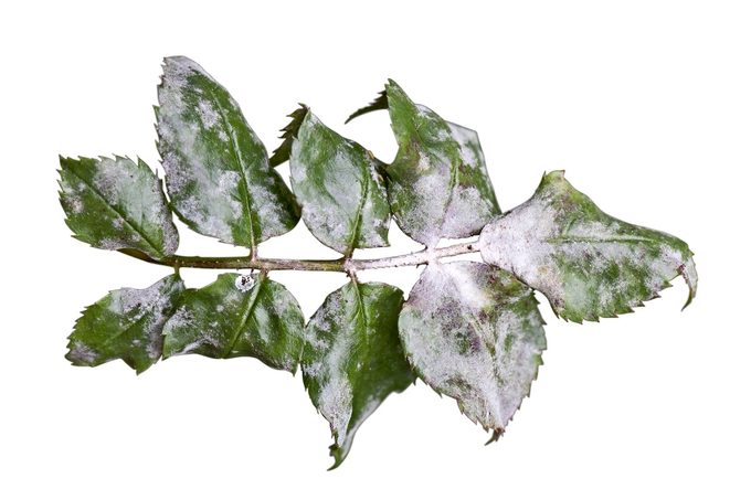 Powdery Mildew, Podosphaera Pannosa, On Rose Leaves, Fungi