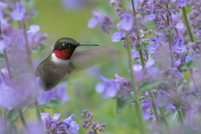 how long do hummingbirds live
