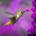 15 Hummingbird Characteristics That Birders Love
