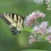 Grow Joe Pye Weed for Butterflies and Bees