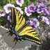 Grow Calibrachoa (Million Bells) in Baskets for Butterflies