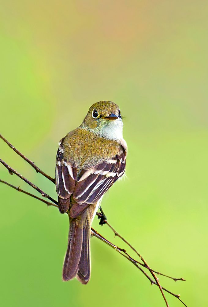 Least Flycatcher bird Empidonax Minimus Are Small Migratory Songbirds In The Empidonax Family Of Flycatchers That Are Hard To Distinguish From Other Members Of That Family