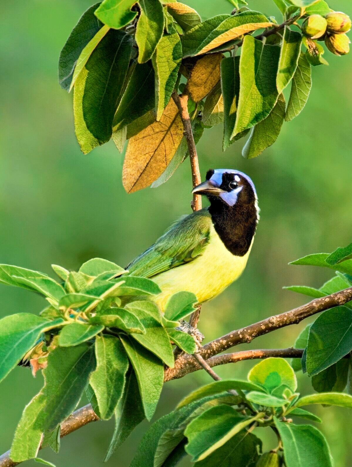 Green Jays Cyanocorax Yncas Are Medium Sized Beautifully Plumaged Tropical Corvids Found Only In South Texas In The United States