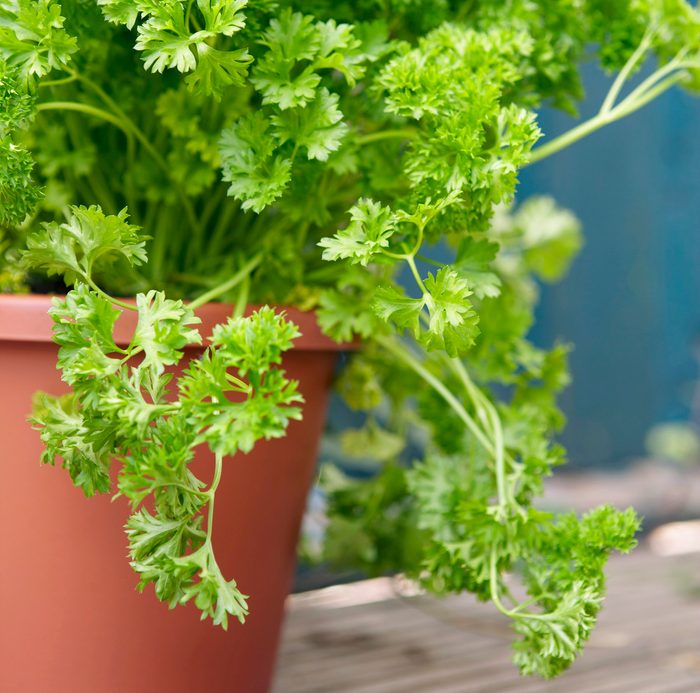 81989811 parsley, rose companion plants