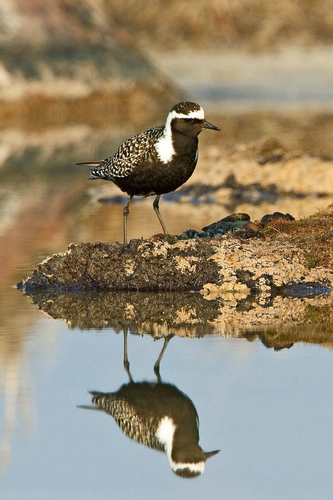 American golden-plover