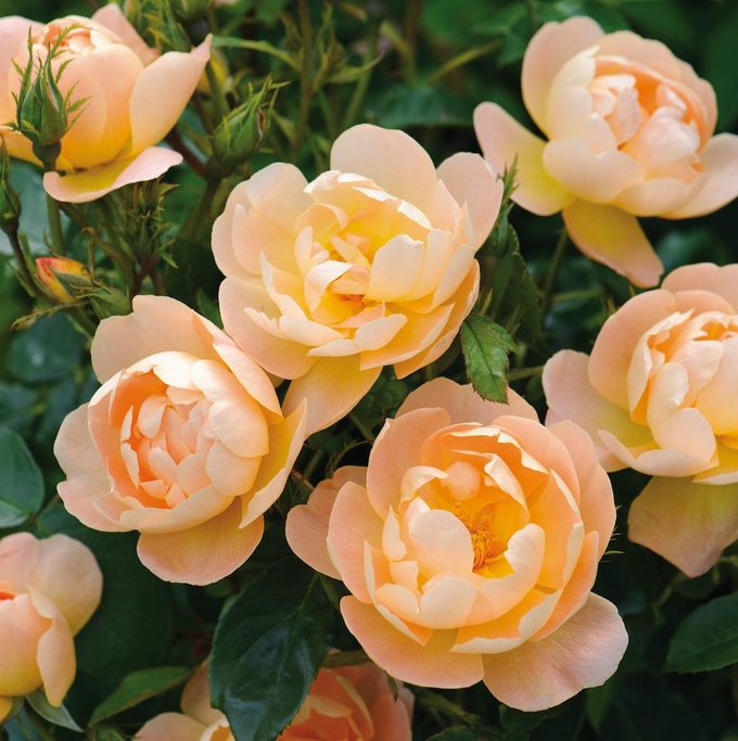 rose cuttings ‘the Lark Ascending’ (musk Hybrid)