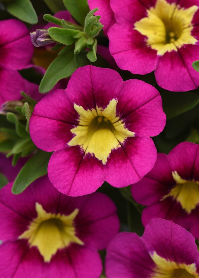 Ball Bumblebeehotpinkcalibrachoa