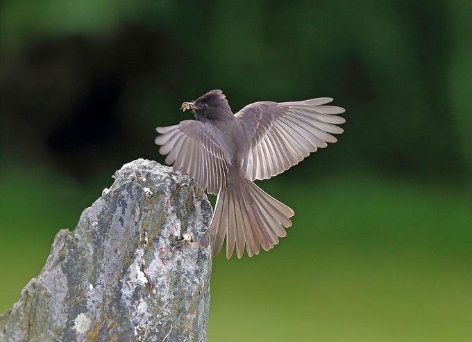 Black Phoebe8867 052119hr