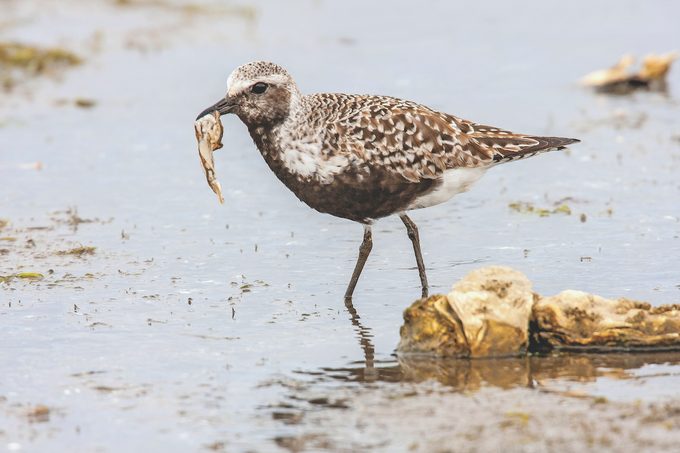 Black-bellied plover