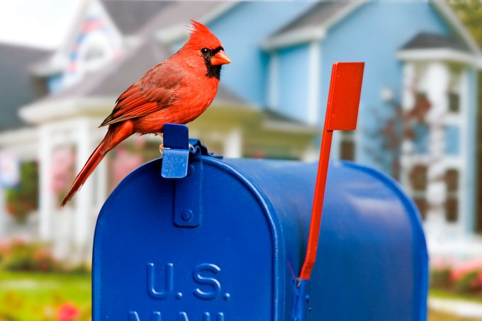 how to deter birds