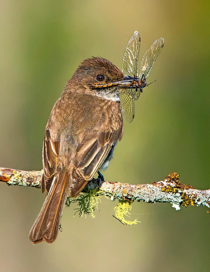 Eastern Phoebe 9258v
