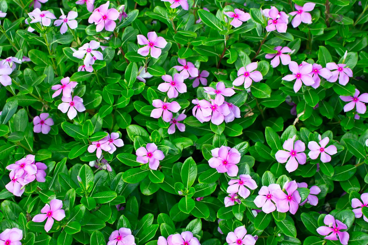 Madagascar Or Periwinkle Or Vinca Flower, (catharanthus Roseus). ground cover ideas