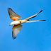 The Flycatcher Birds: Midair Masters