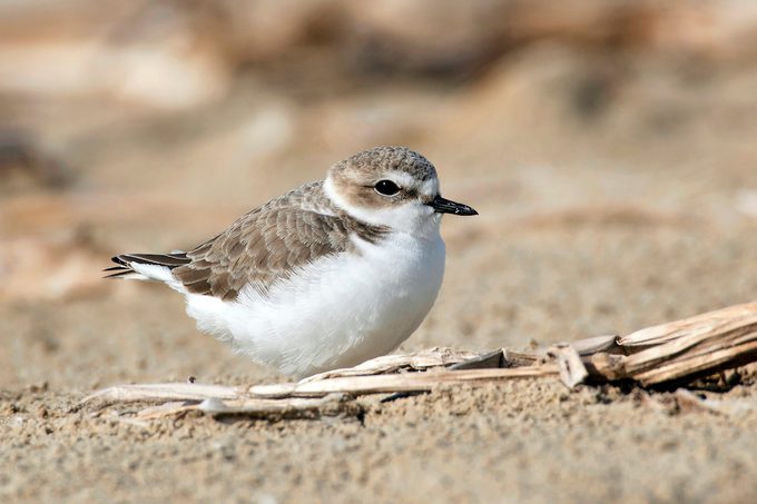Snowy plover